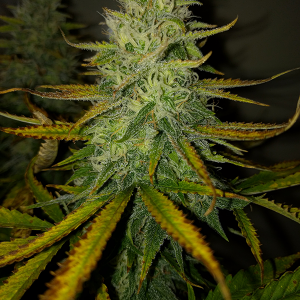 AK48 Day 107 Pic 3