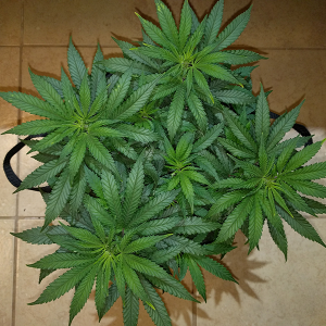 Wonder Woman Clone Day 43 Pic 1