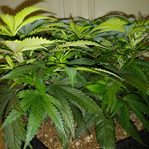 Wonder Woman Clone Day 43 Pic 2