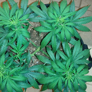 Wonder Woman Clone - Day 43 Pic 3