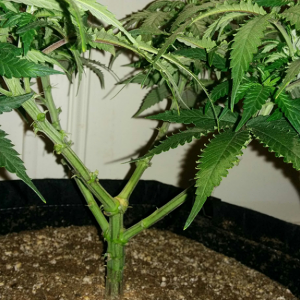 Wonder Woman Clone - Day 43 Pic 4