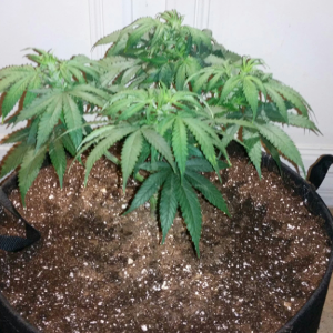 Wonder Woman Clone - Day 43 Pic 5