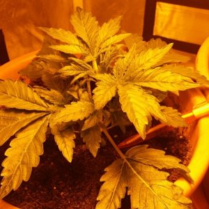 Cbd sugar gom1 update