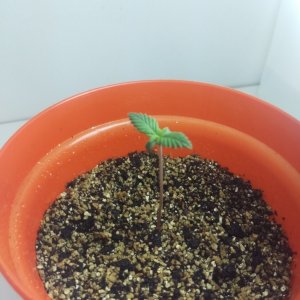 First grow