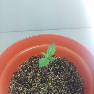 First grow