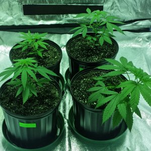 Strawberry Kush Grow