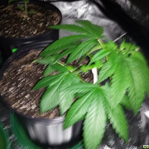 Smokers 420 Grow