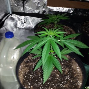 Smokers 420 Grow