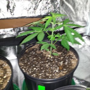 Smokers 420 Grow