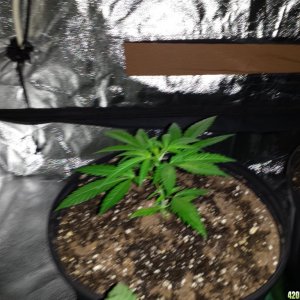 Smokers 420 Grow