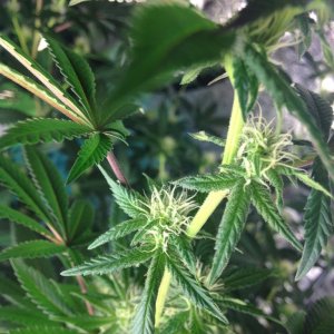 bud development on miss Mango day 20 in flower