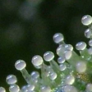 trichs-milky