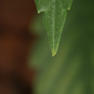 third_leaf