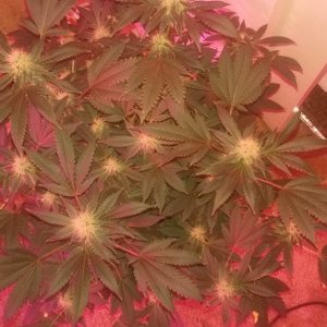 Flower day 39