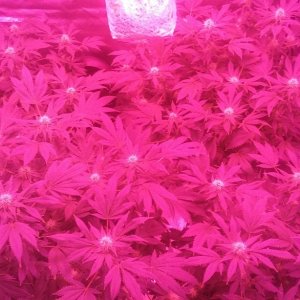 Flower day 39