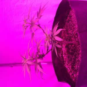 Spider mite hb