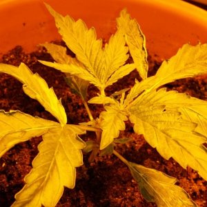 Cbd sugar gom1 update v2