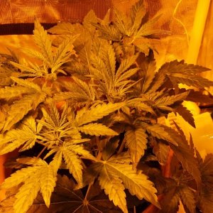 Cbd sugar gom1 update v2