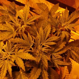 Cbd sugar gom1 update v2