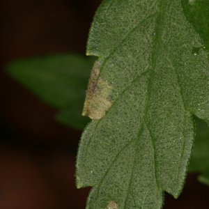 third_leaf