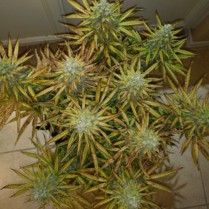 AK48 Day 113 Pic 1