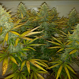 AK48 Day 113 Pic 2