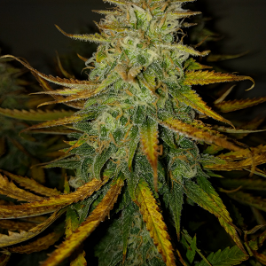 AK48 Day 113 Pic 3