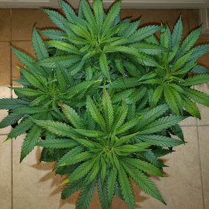 Wonder Woman Clone Day 49 Pic 1