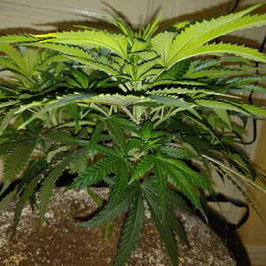 Wonder Woman Clone Day 49 Pic 2