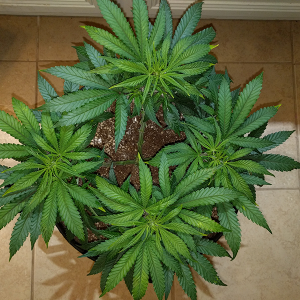 Wonder Woman Clone Day 49 Pic 3