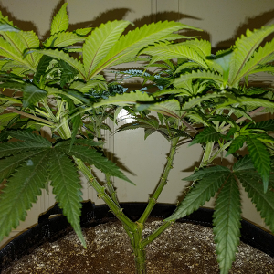 Wonder Woman Clone Day 49 Pic 4