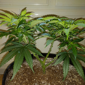 Wonder Woman Clone Day 49 Pic 5