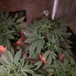 Indoor grow