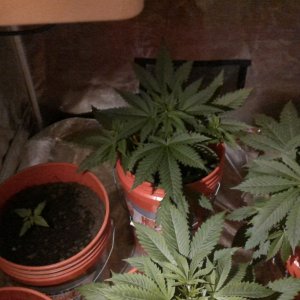 Indoor grow