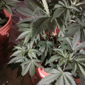 Indoor grow