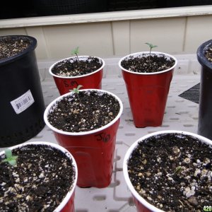 Jilly Bean Seedlings