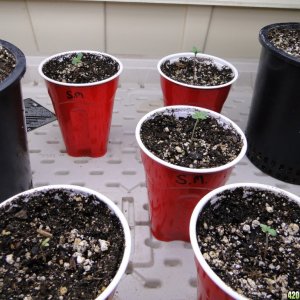 Jilly Bean Seedlings