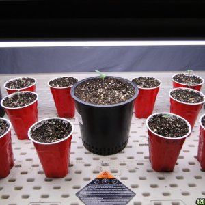 Jilly Bean Seedlings