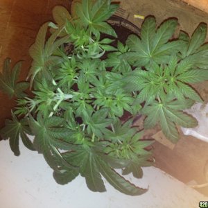 NEW GROWER NEED HELP