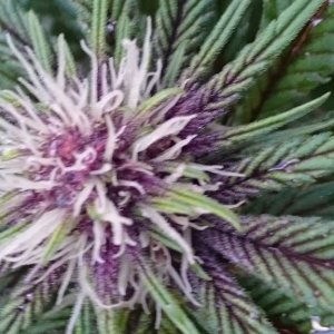 purple kush flower