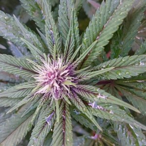 purple kush flower