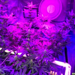 Day 25 of flower