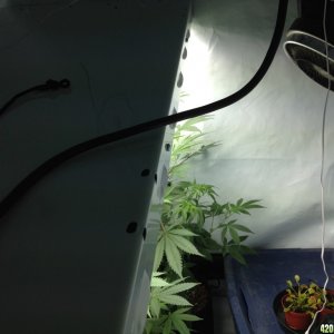 Veg tent before when I 1st open up the tent