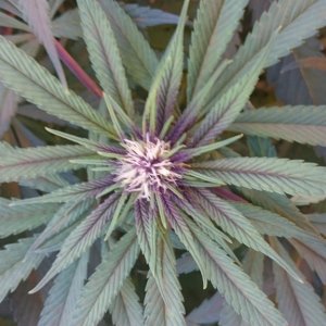 purple kush flower