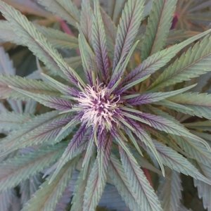 purple kush flower