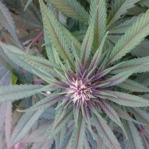 purple kush flower