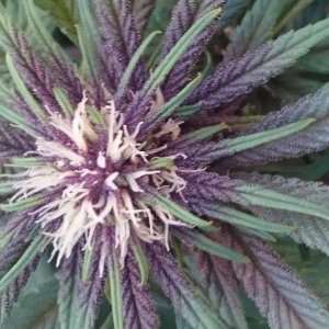 purple kush flower