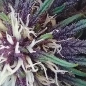 purple kush flower