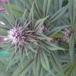 purple kush flower