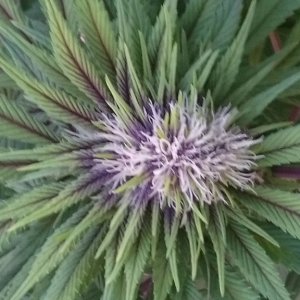 purple kush flower